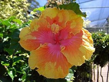 Yellow Pink Hibiscus Flowers Easy To Grow Floral Garden 25+ seeds