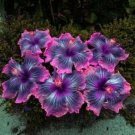 Purple Pink Hibiscus Flowers Easy To Grow Floral Garden 25+ seeds