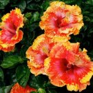 Orange Yellow Hibiscus Flowers Easy To Grow Floral Garden 25+ seeds