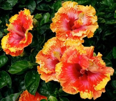 Orange Yellow Hibiscus Flowers Easy To Grow Floral Garden 25+ seeds