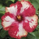 Red White Hibiscus Flowers Easy To Grow Floral Garden 25+ seeds