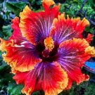 Red Purple Hibiscus Flowers Easy To Grow Floral Garden 25+ seeds