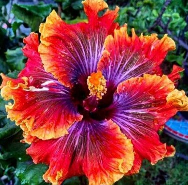 Red Purple Hibiscus Flowers Easy To Grow Floral Garden 25+ seeds
