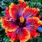 Red Purple Hibiscus Flowers Easy To Grow Floral Garden 25+ seeds