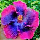 Pink Blue Dinnerplate Hibiscus Flowers Easy To Grow Floral Garden 25+ seeds