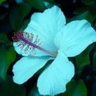 Light Blue Hibiscus Flowers Easy To Grow Floral Garden 25+ seeds