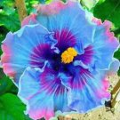 Blue Purple Hibiscus Flowers Easy To Grow Floral Garden 25+ seeds
