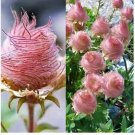 Pink Prairie Smoke Flowers Easy To Grow Garden 25+ seeds