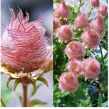 Pink Prairie Smoke Flowers Easy To Grow Garden 25+ seeds