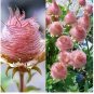 Pink Prairie Smoke Flowers Easy To Grow Garden 25+ seeds
