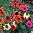 Mixed Coneflower  Flowers Echinacea Easy To Grow Garden 25+ seeds