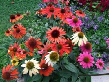 Mixed Coneflower  Flowers Echinacea Easy To Grow Garden 25+ seeds