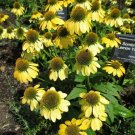 Yellow Coneflower  Flowers Echinacea Easy To Grow Garden 25+ seeds