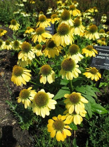 Yellow Coneflower  Flowers Echinacea Easy To Grow Garden 25+ seeds