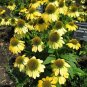 Yellow Coneflower  Flowers Echinacea Easy To Grow Garden 25+ seeds