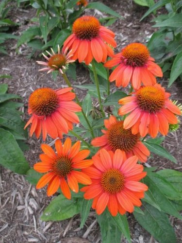 Orange Coneflower  Flowers Echinacea Easy To Grow Garden 25+ seeds