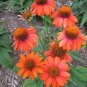 Orange Coneflower  Flowers Echinacea Easy To Grow Garden 25+ seeds