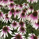 Purple White Coneflower  Flowers Echinacea Easy To Grow Garden 25+ seeds