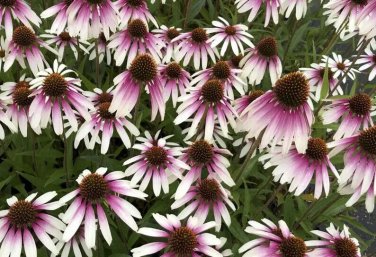Purple White Coneflower  Flowers Echinacea Easy To Grow Garden 25+ seeds