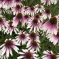 Purple White Coneflower  Flowers Echinacea Easy To Grow Garden 25+ seeds