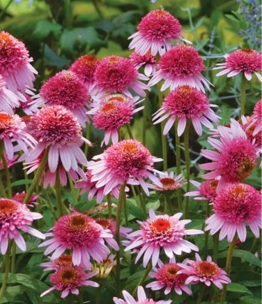 Pink Coneflower  Flowers Echinacea Easy To Grow Garden 25+ seeds