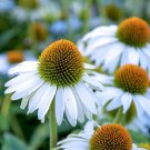 White Coneflower  Flowers Easy To Grow Garden 25+ seeds