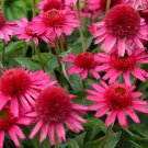 Red Candy Coneflower  Flowers Easy To Grow Garden 25+ seeds