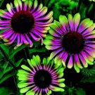 Green Purple Cone Flowers Flowers Easy To Grow Garden 25+ seeds