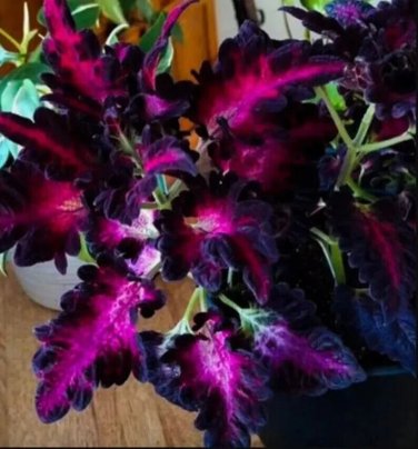 Pink Purple Coleus Flowers Easy To Grow Garden 25+ seeds