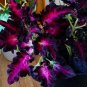 Pink Purple Coleus Flowers Easy To Grow Garden 25+ seeds