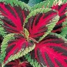 Red Green Coleus Flowers Easy To Grow Garden 25+ seeds
