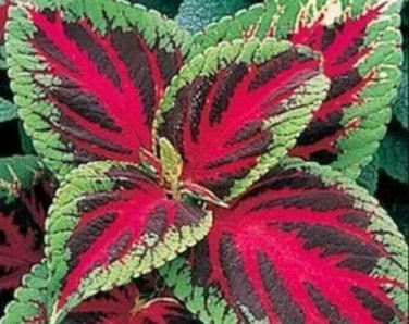Red Green Coleus Flowers Easy To Grow Garden 25+ seeds