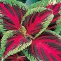 Red Green Coleus Flowers Easy To Grow Garden 25+ seeds