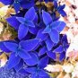 Blue Coleus Flowers Easy To Grow Garden 25+ seeds