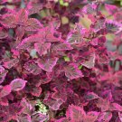 Pink Coleus Flowers Easy To Grow Garden 25+ seeds
