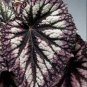 Veined Silver Coleus Flowers Easy To Grow Garden 25+ seeds