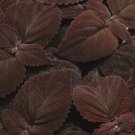 Chocolate Brown Coleus Flowers Easy To Grow Garden 25+ seeds