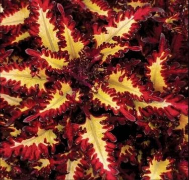 Red Yellow Coleus Flowers Easy To Grow Garden 25+ seeds