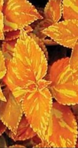 Orange Coleus Flowers Easy To Grow Garden 25+ seeds