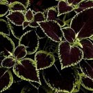 Black Coleus Flowers Easy To Grow Garden 25+ seeds
