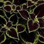 Black Coleus Flowers Easy To Grow Garden 25+ seeds