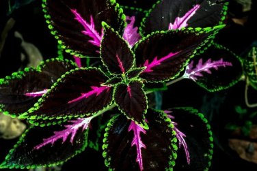 Black Pink Coleus Flowers Easy To Grow Garden 25+ seeds