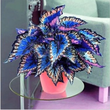 Blue Rainbow Coleus Flowers Rainbow Dragon Easy To Grow Garden 25+ seeds