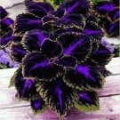 Black Purple Coleus Flowers Easy To Grow Garden 25+ seeds