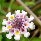 Turkey Tangle Frogfruit Flowers Easy To Grow Garden 25+ seeds
