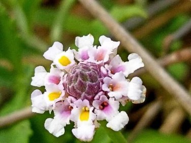 Turkey Tangle Frogfruit Flowers Easy To Grow Garden 25+ seeds