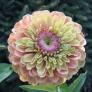 Pink Green Zinnia Flowers Easy To Grow Garden 50+ seeds