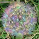 Rainbow Dandelions Beautiful Flowers Easy To Grow Garden Planting 25 seeds