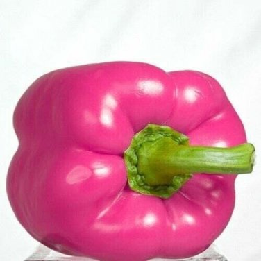 Pink Bell Peppers Easy To Grow Vegetable Garden Sweet Edible Food 25 seeds