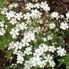 Baby Breath White Flowers Easy To Grow Floral Garden 20 seeds